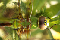 Green Darner