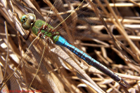 Green Darner