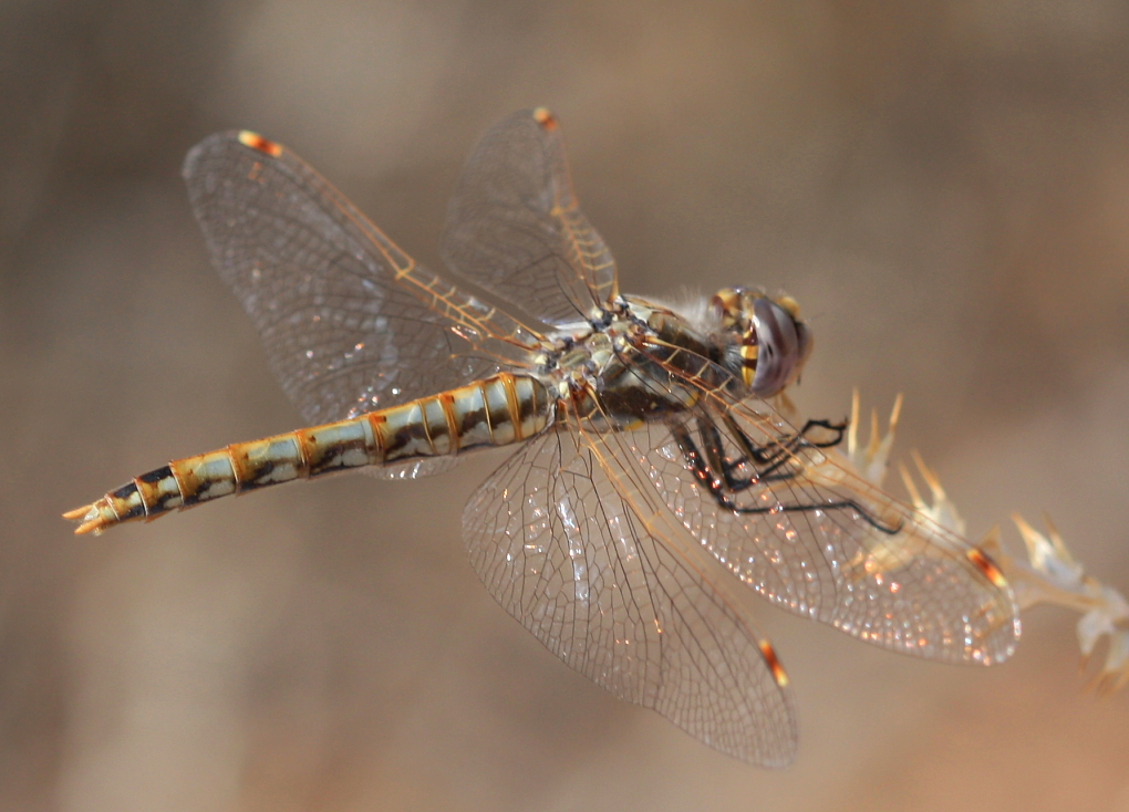 Variegated Meadowhawk -  Sympetrum corruptum