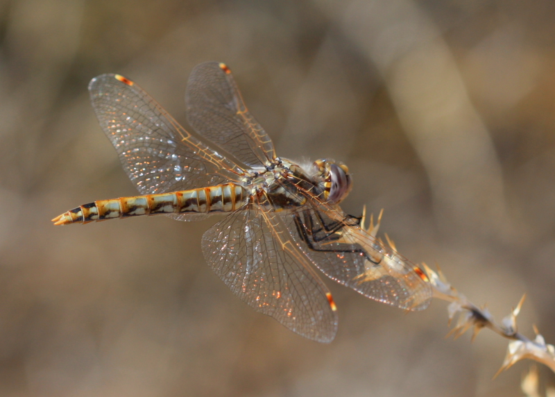 Variegated Meadowhawk -  Sympetrum corruptum