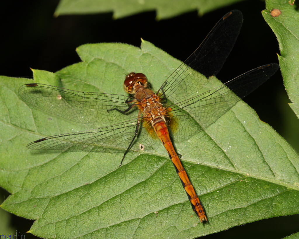 Ruby Meadowhawk Female