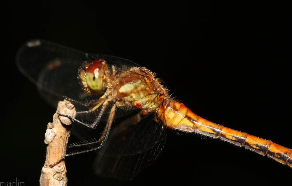 Ruby Meadowhawk Dragonfly