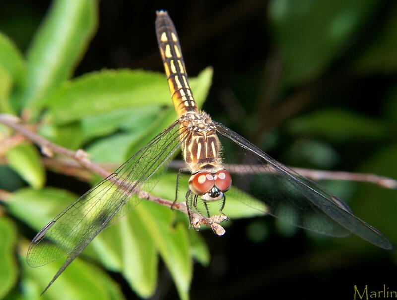 Image: Blue Dasher Female Blue Dasher's huge compund eyes are red in the female, green in the male.