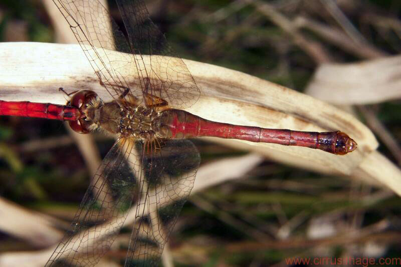 Image: Cherry-faced Meadowhawk Female Female Dragonfly