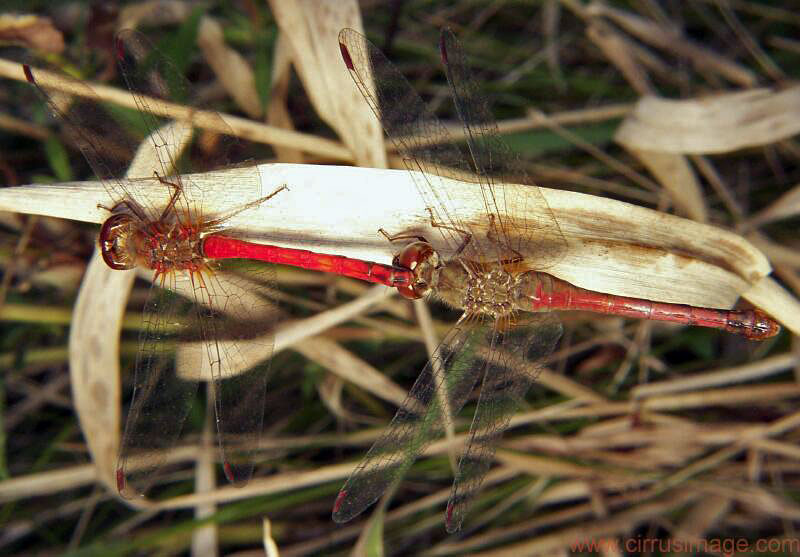 Cherry-faced Meadowhawks