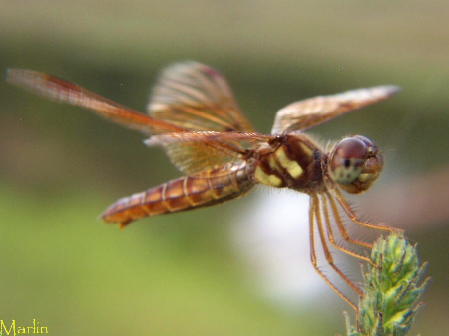 Eastern Amberwing Dragonfly - Perithemis tenera