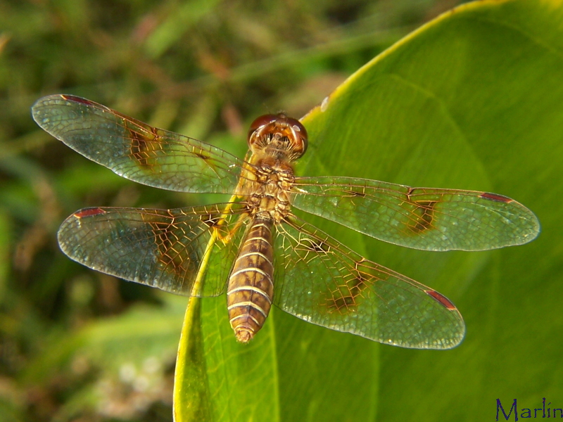 Eastern Amberwing Dragonfly