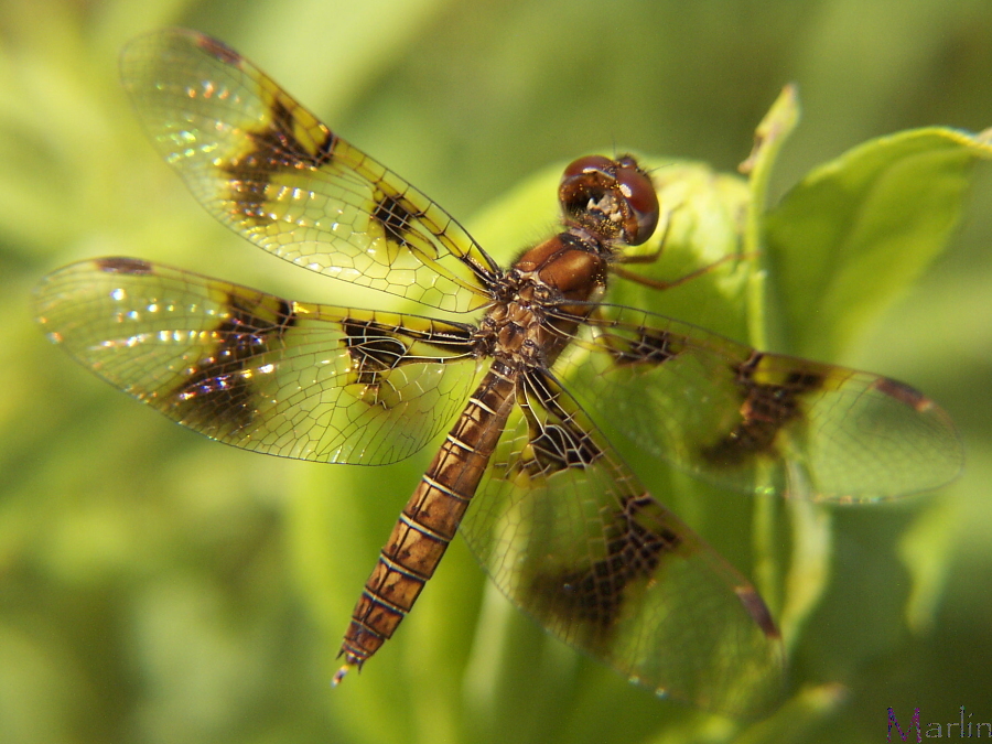 Eastern Amberwing Dragonfly - Perithemis tenera