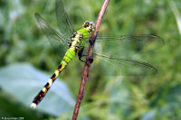 Eastern Pondhawk Female