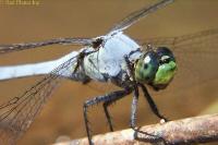 Image: Pondhawk Male