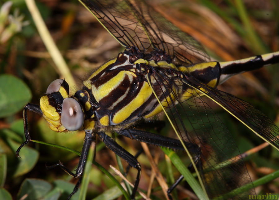 Midland Clubtail Dragonfly Male - head detail