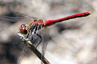 Ruby Meadowhawk Dragonfly