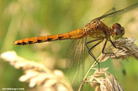 Ruby Meadowhawk Female