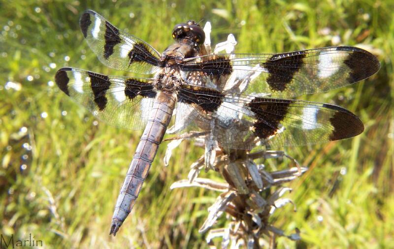 Image: Twelve-Spotted Skimmer Twelve Spotted Skimmer