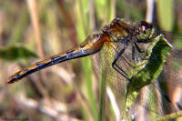 White Faced Meadowhawk Female