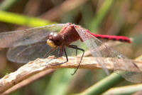 White Faced Meadowhawk