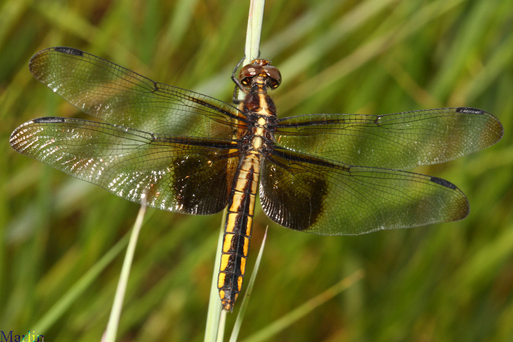 Widow Skimmer Dragonfly - Libellula luctuosa 