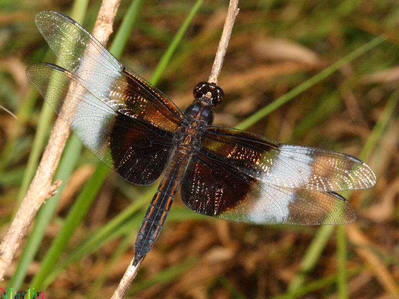 Widow Skimmer Dragonfly - Libellula luctuosa 