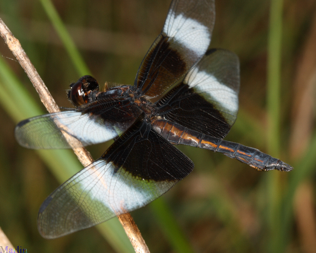 Widow Skimmer Dragonfly - Libellula luctuosa 