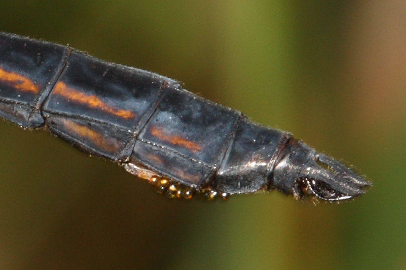drafonfly tal with parasites