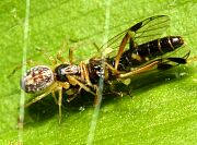 Soldier Fly - Actina viridis