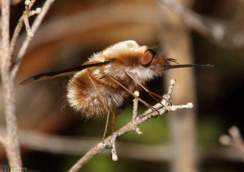 Bee Fly - Bombylius major