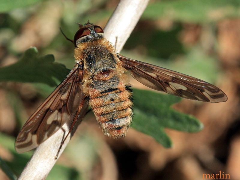Bee Fly, Poecilanthrax willistonii