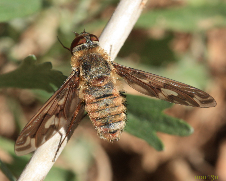 Bee Fly - Poecilanthrax willistonii