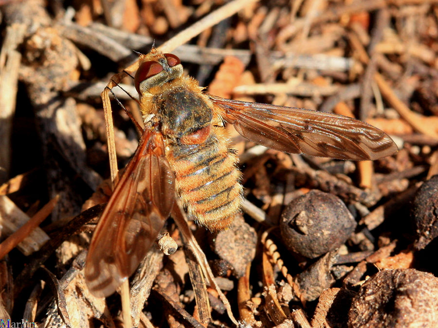 Bee Fly - Poecilanthrax willistonii
