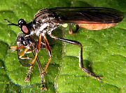 robber fly