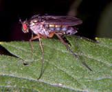 Long Legged Fly