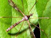 Crane Fly - Epiphragma solatrix