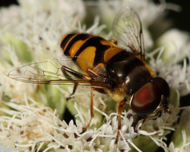 Transverse Flower Fly - Eristalis transversa