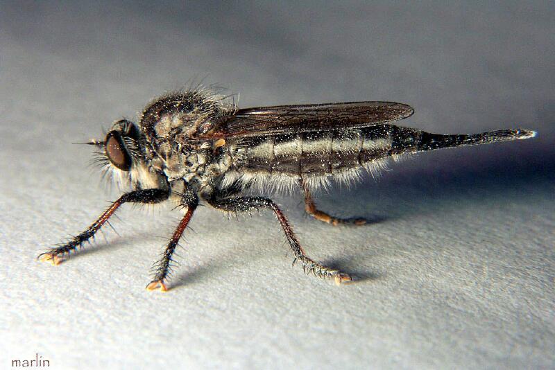 Robber Fly - Efferia aestuans 