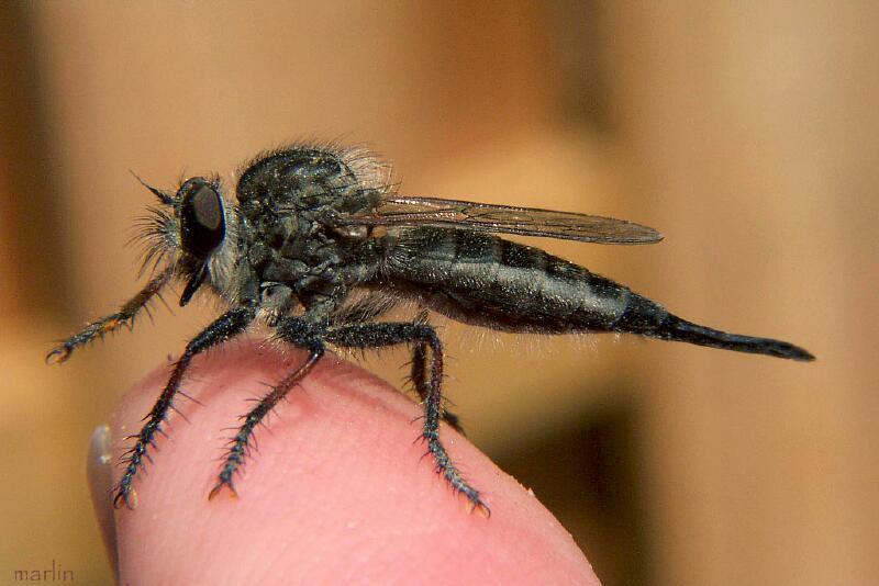 Robber Fly - Efferia aestuans 