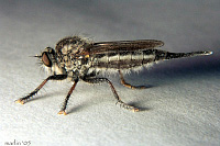 robber fly - Efferia aestuans