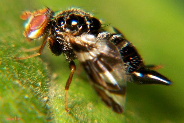 Fruit Fly - Procecidochares atra