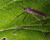 Crane Fly