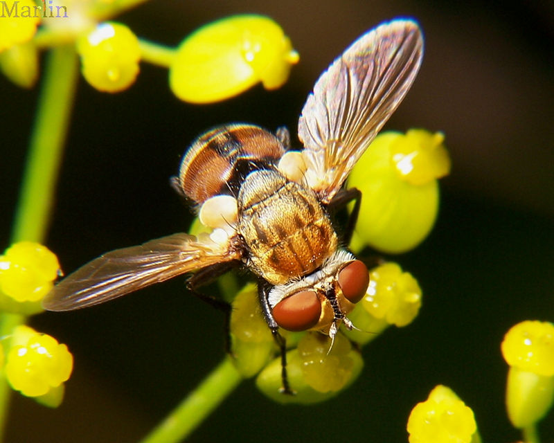 Tachinid Fly