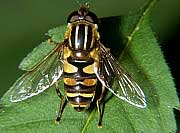 Helophilus fasciatus