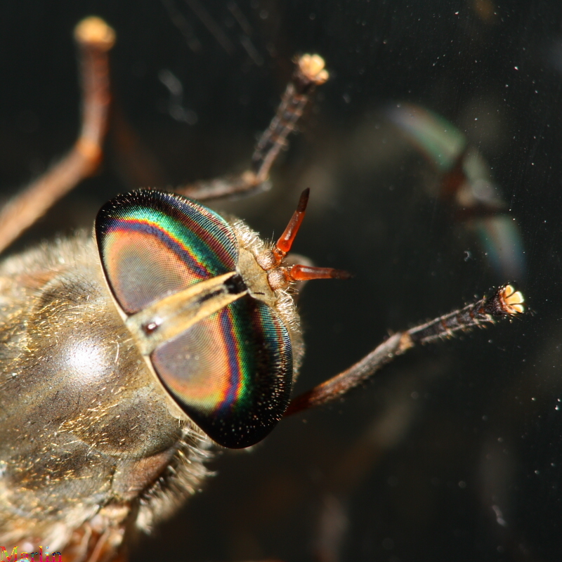 Horse Fly Hybomitra sp. North American Insects & Spiders