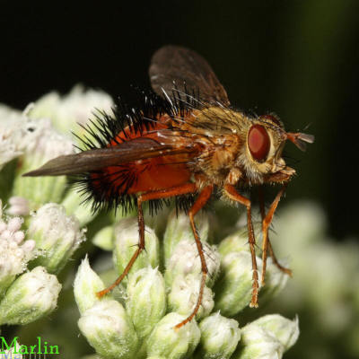 Short Palps Hystricia abrupta