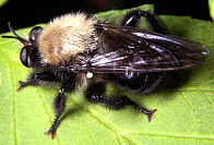 Laphria flavicollis