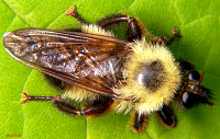 Laphria thoracica