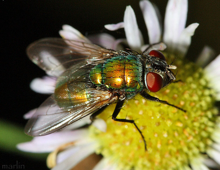 Common Green Bottle Fly