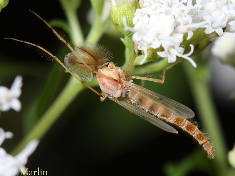 Male_midge_800.jpg