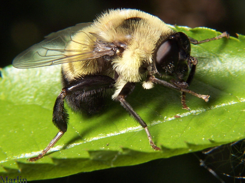 Syrphid Fly - Mallota sp.