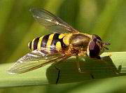 Metasyrphus americanus