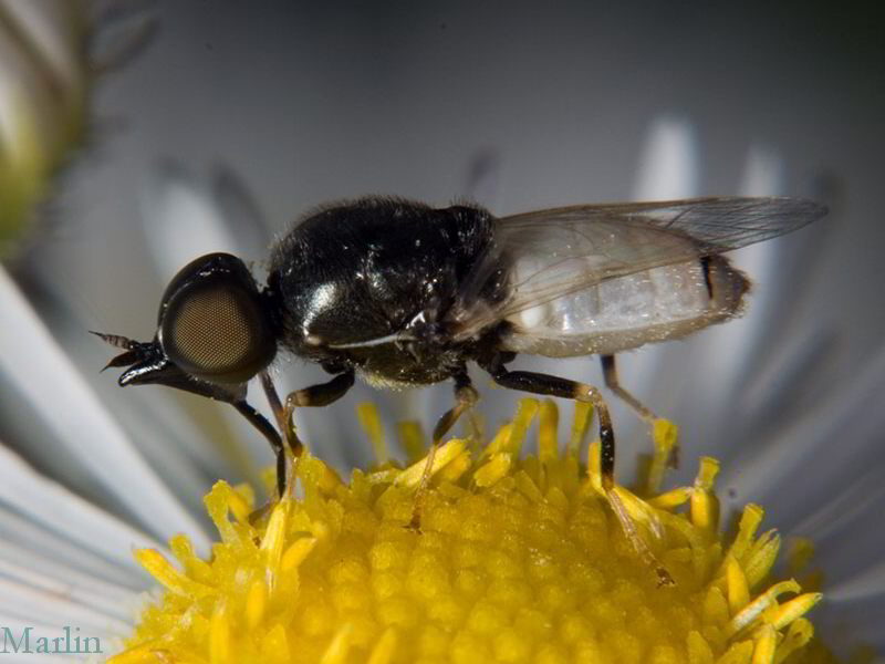 Male Soldier Fly - Nemotelus kansensis