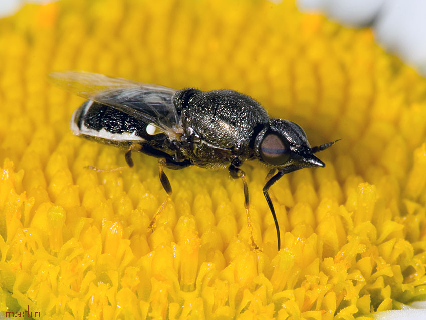 Female soldier fly taking nectar at annual sowthistle